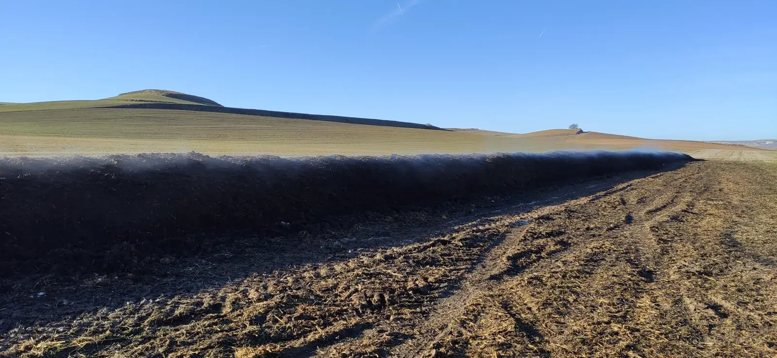 Cobertura vegetal a crescer na parcela