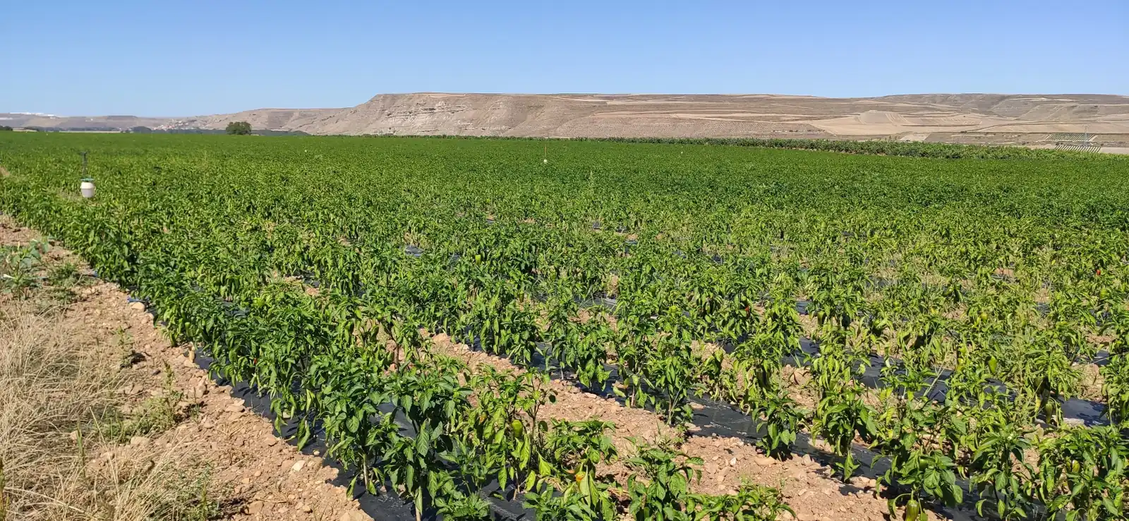 Linhas de hortícolas em plena produção