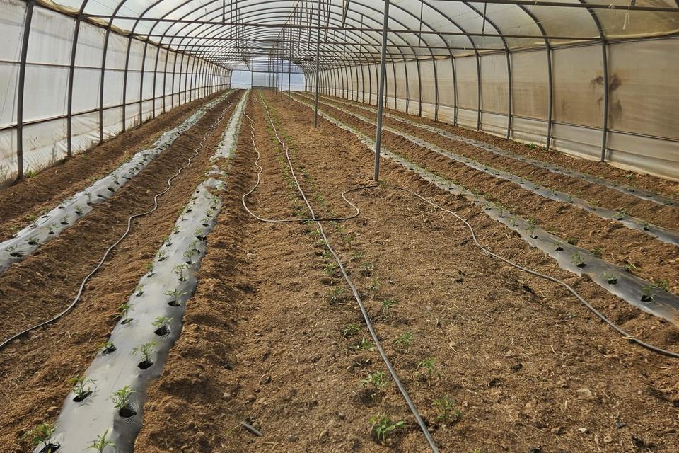 L’Horta de Carme — invernadero recién plantado, con acolchado y goteo