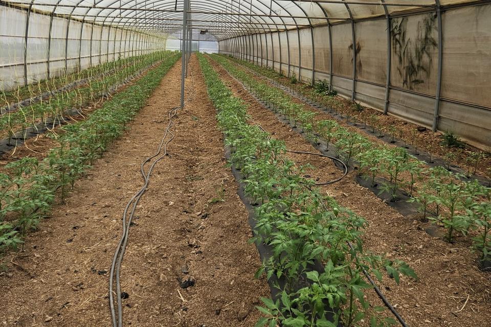 L’Horta de Carme — tomateras crecidas en invernadero