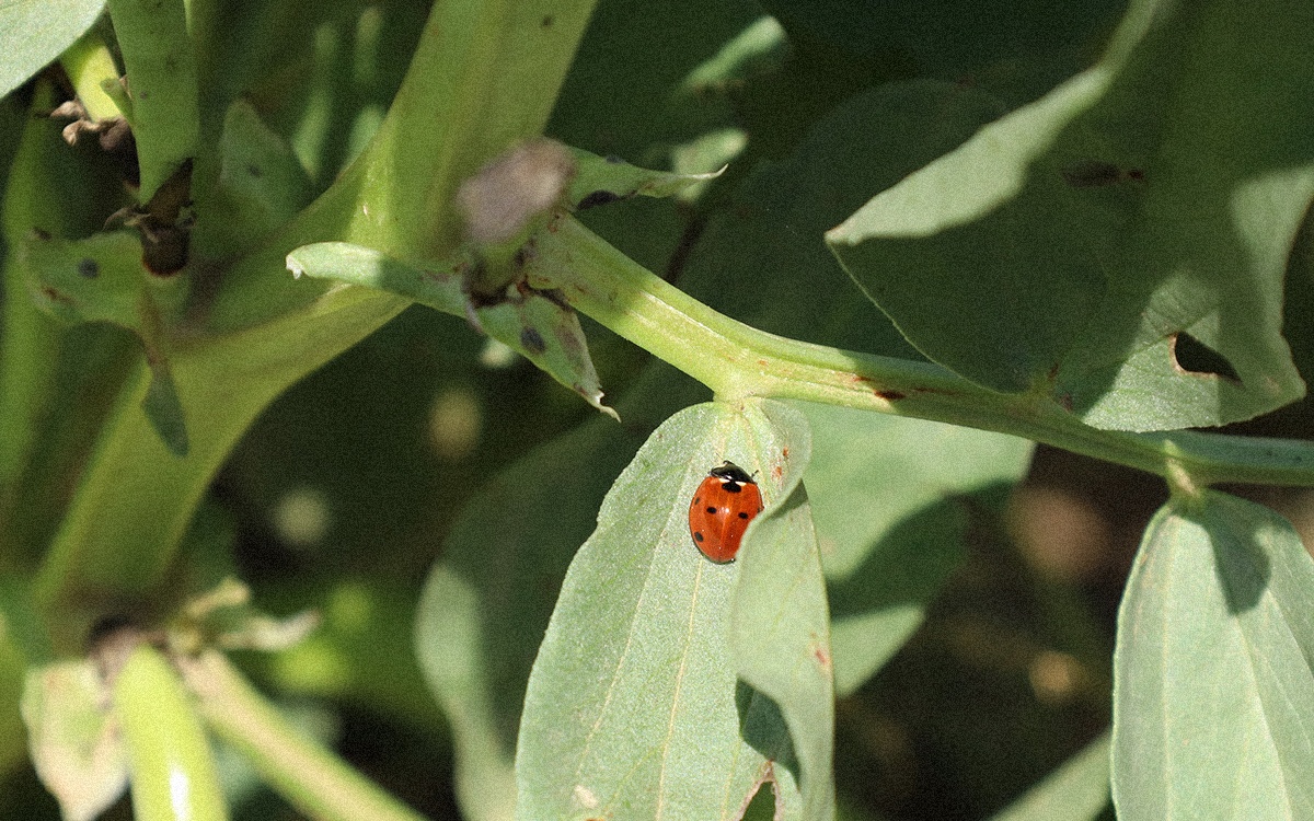Tugas Pagès — huerta en Viladecans (Baix Llobregat)