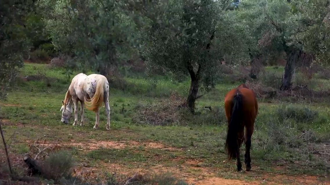 Velsam Arnes — caballos en olivar