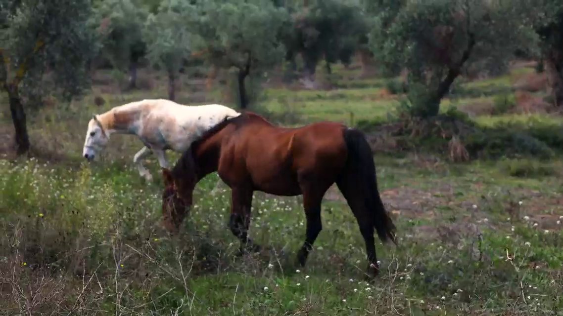 Velsam Arnes — caballos en el olivar