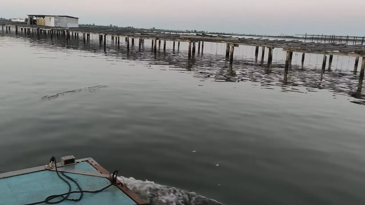 Bateas de mejillón al amanecer