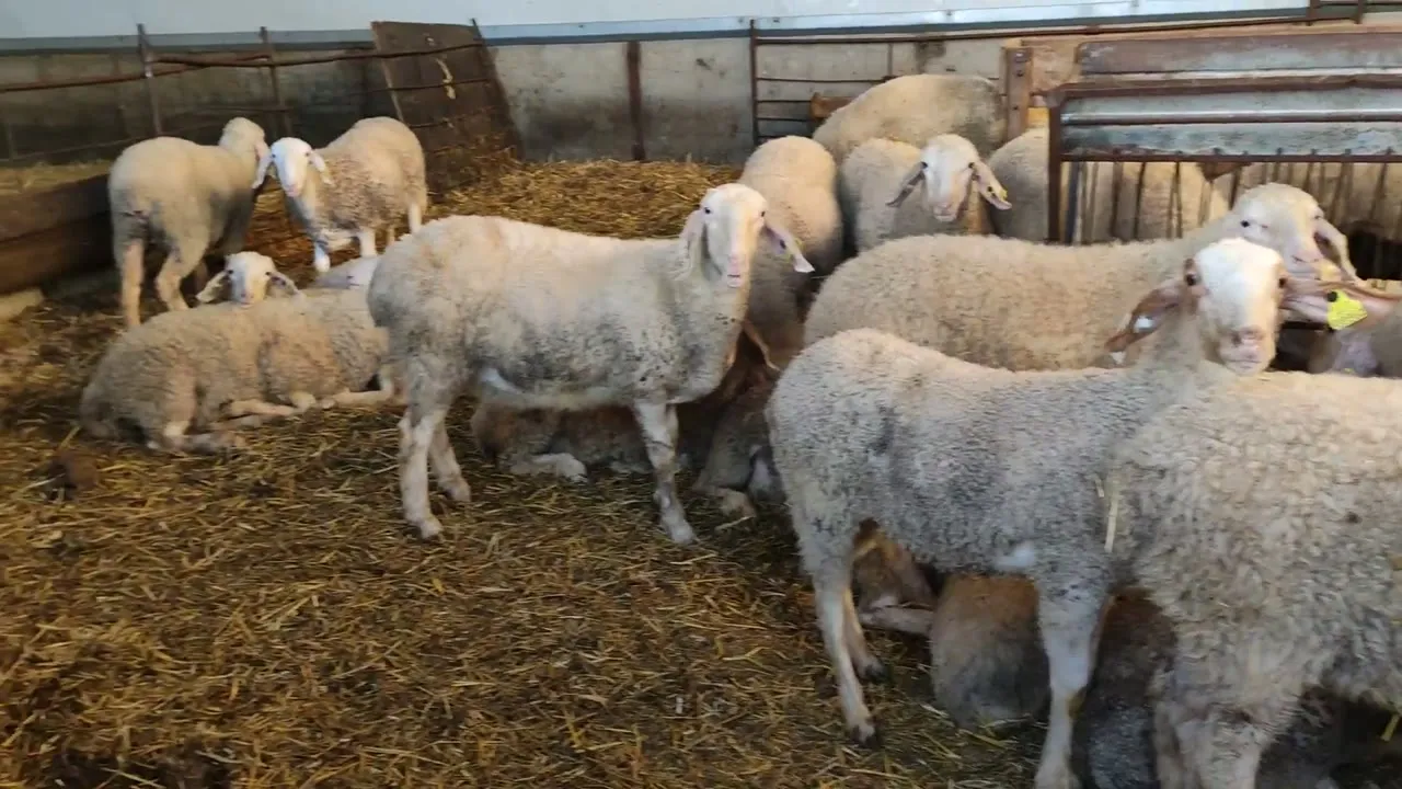 Moutons pâturant à la ferme
