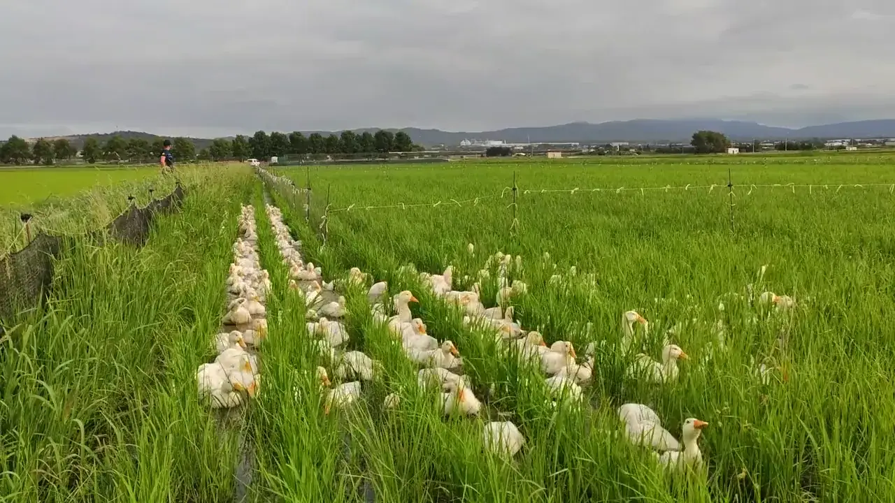 Enten arbeiten zwischen den Reisreihen