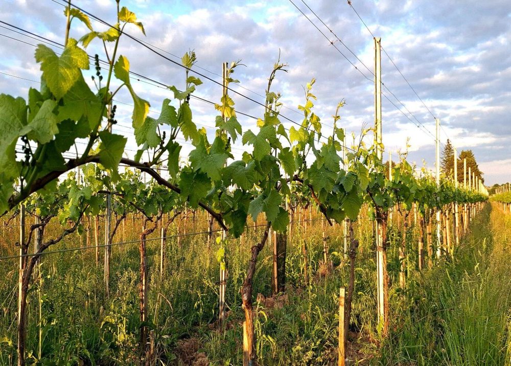 Viñedo en espaldera con brotes homogéneos en primavera