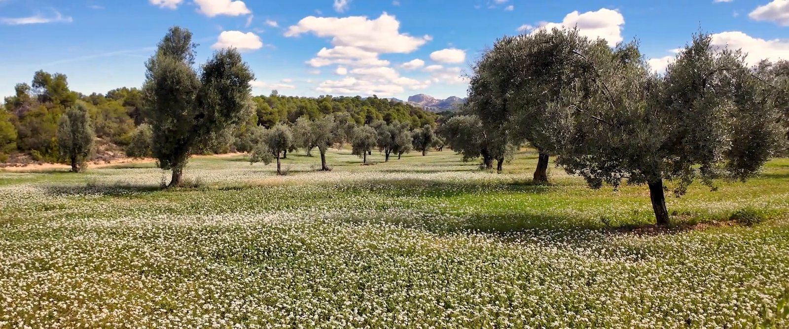 Olivos en una finca de Arnes con la cubierta vegetal en flor