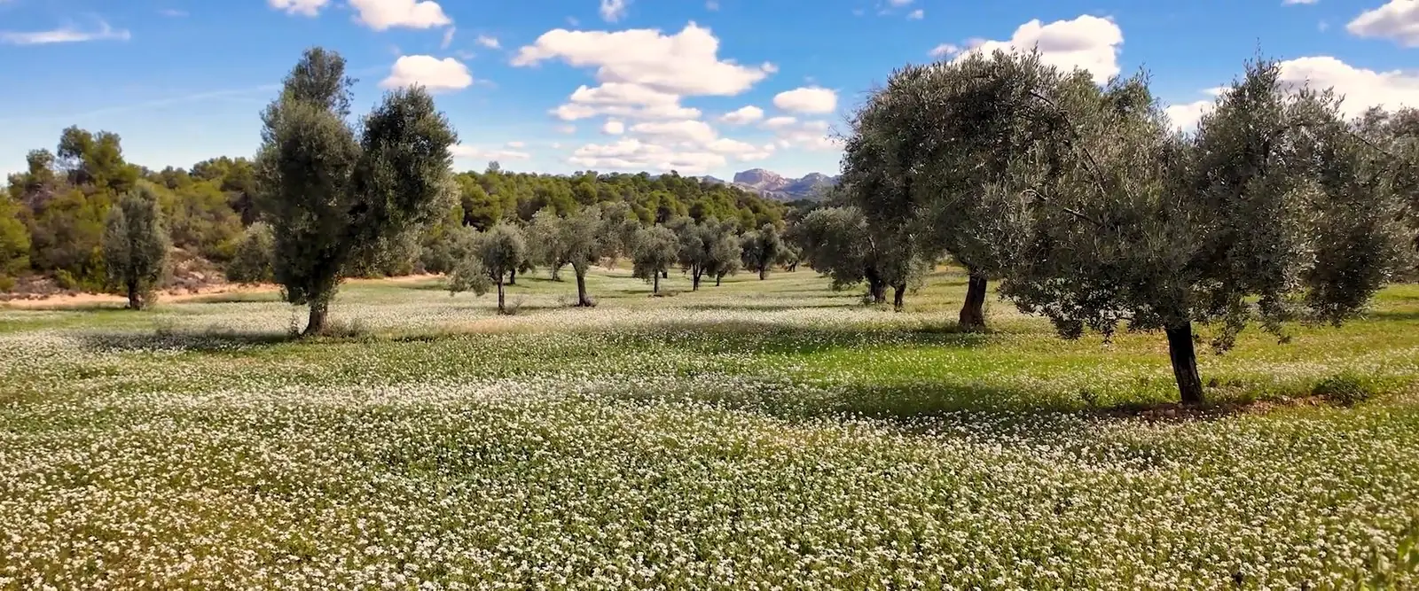 Olivar con cubierta vegetal