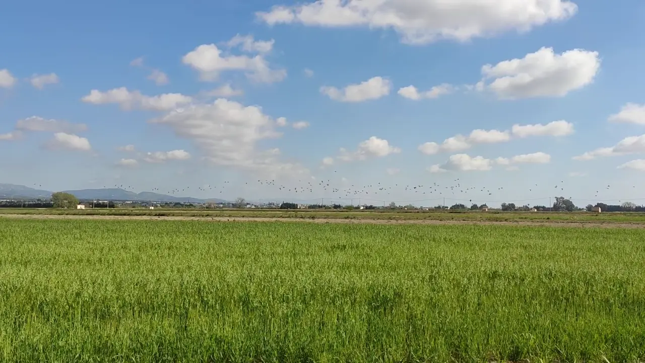 Grünes Getreidefeld im Frühling
