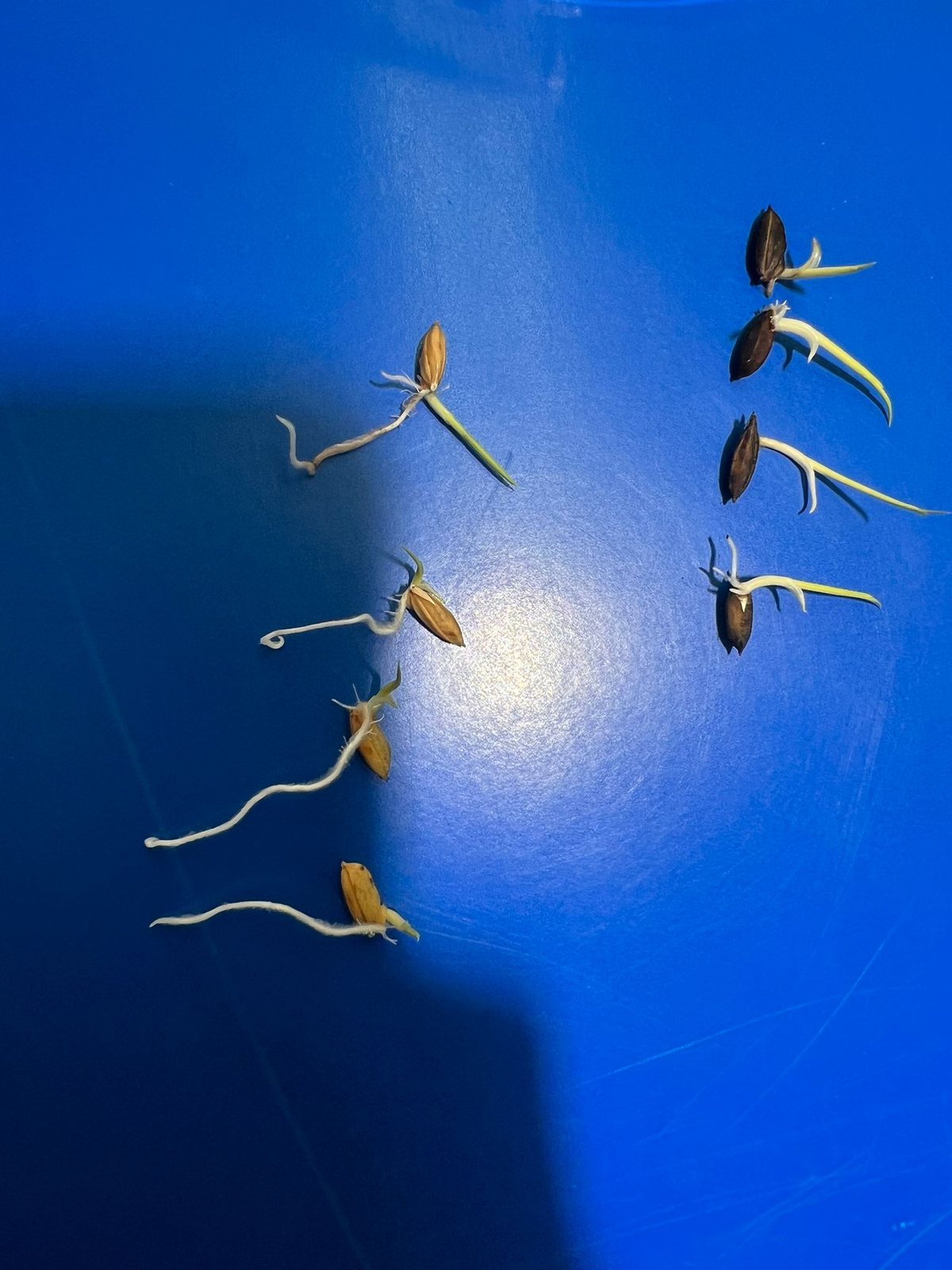 Semillas germinando, con raíces de distinto tamaño