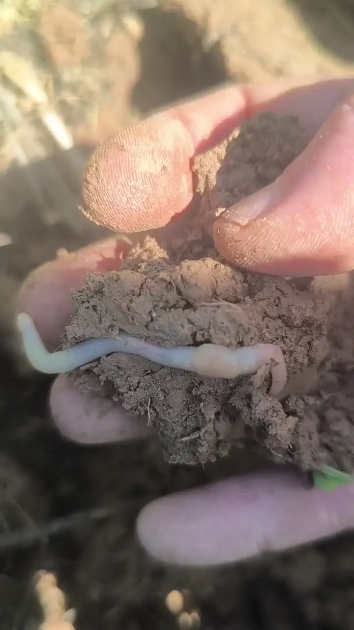 Regenwurm in einer Handvoll lebendigem Boden