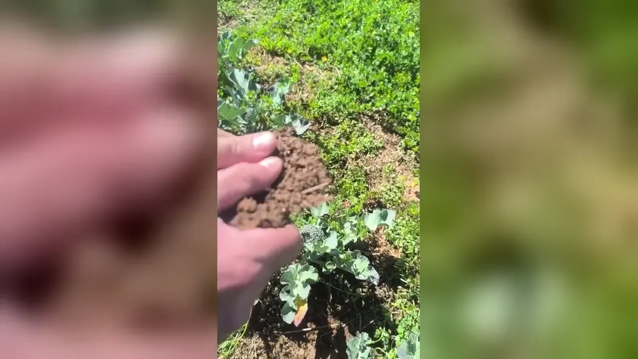 Torrão de solo vivo na mão