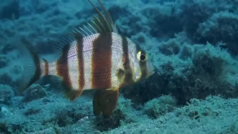 Fisch schwimmt neben einem Biotop des UGI-Projekts
